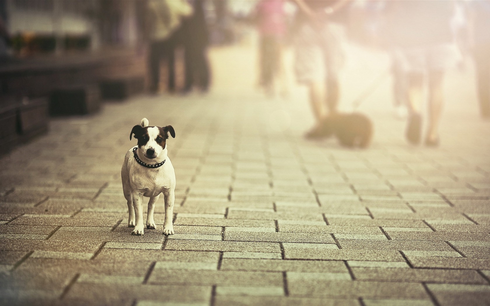 city dog street sunlight pet Wallpaper