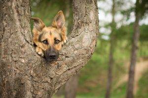 photography german shepherd trees dog