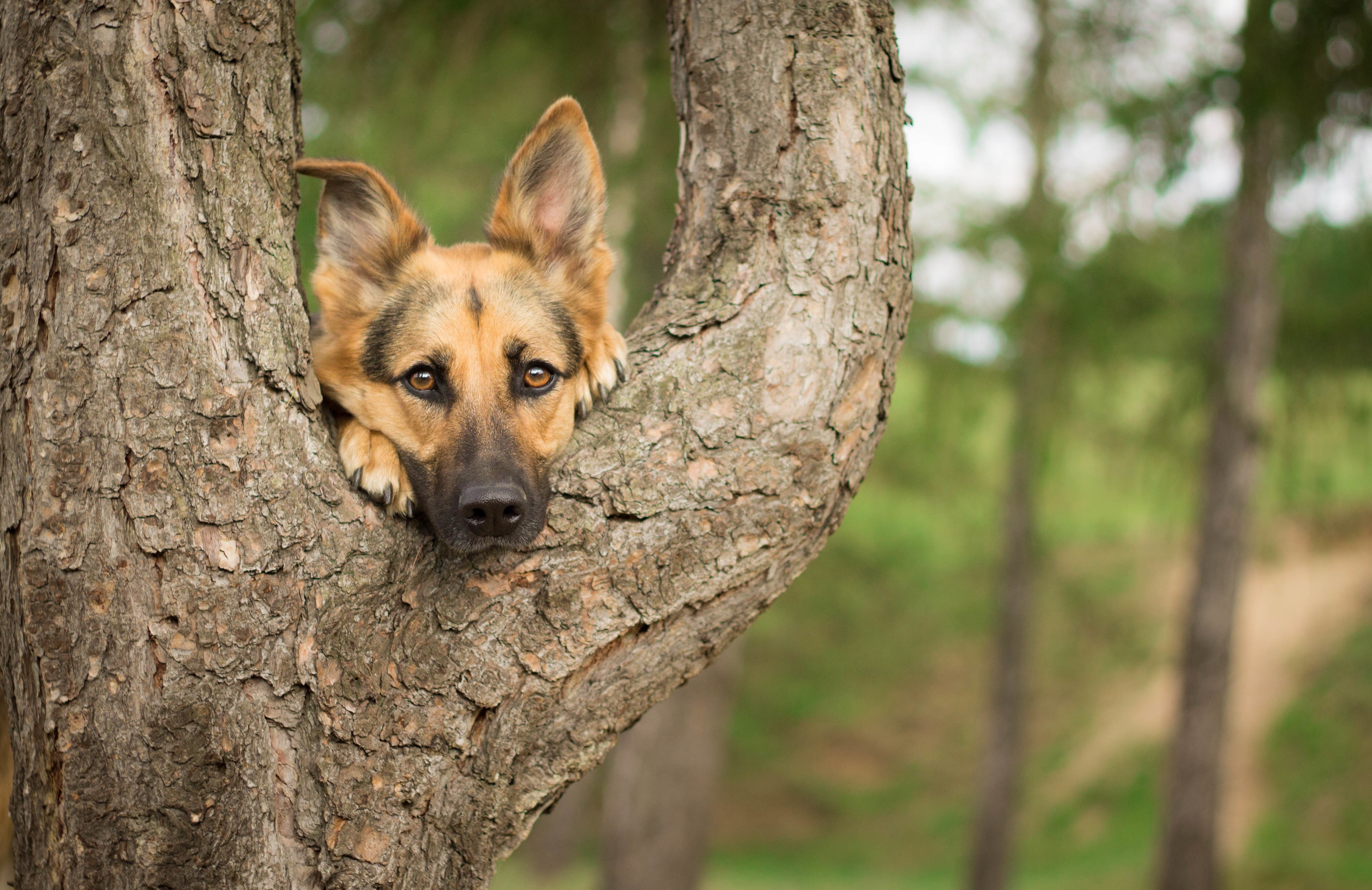 photography german shepherd trees dog Wallpaper