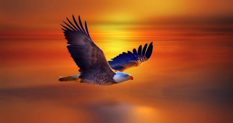 eagle Wallpapers HD / Desktop and Mobile Backgrounds