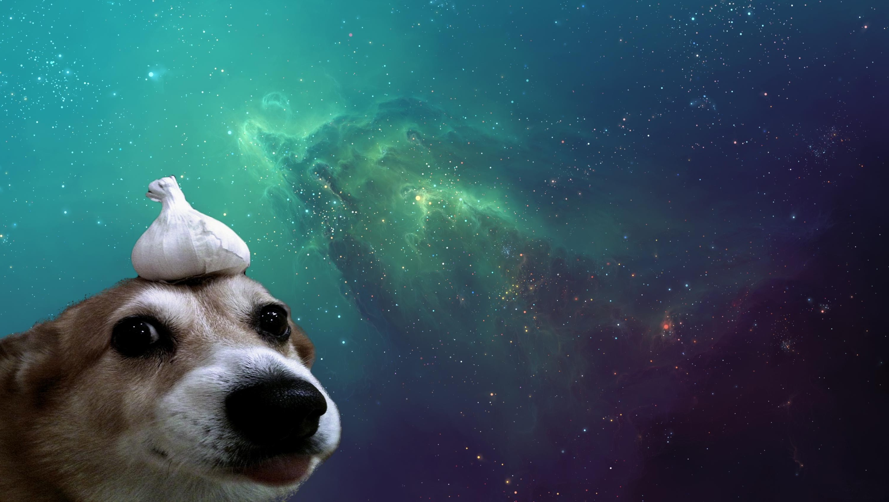 dog space Wallpaper