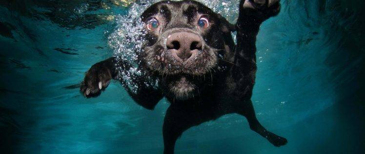 dog underwater HD Wallpaper Desktop Background