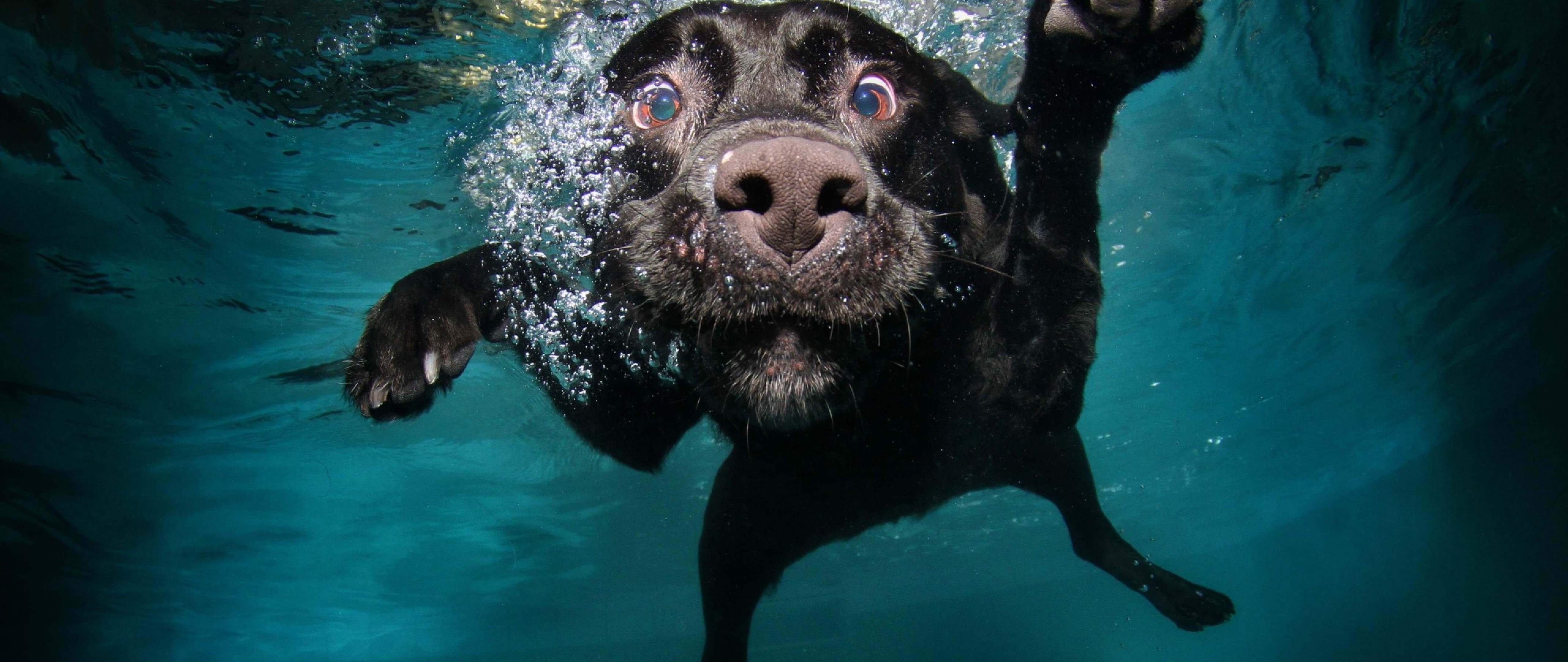 dog underwater Wallpaper