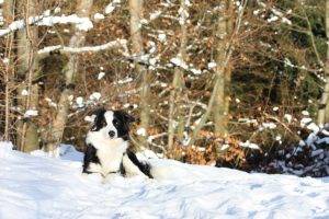 dog snow border collie trees