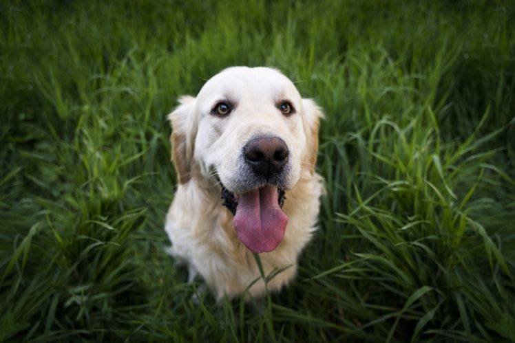 dog golden retrievers grass HD Wallpaper Desktop Background