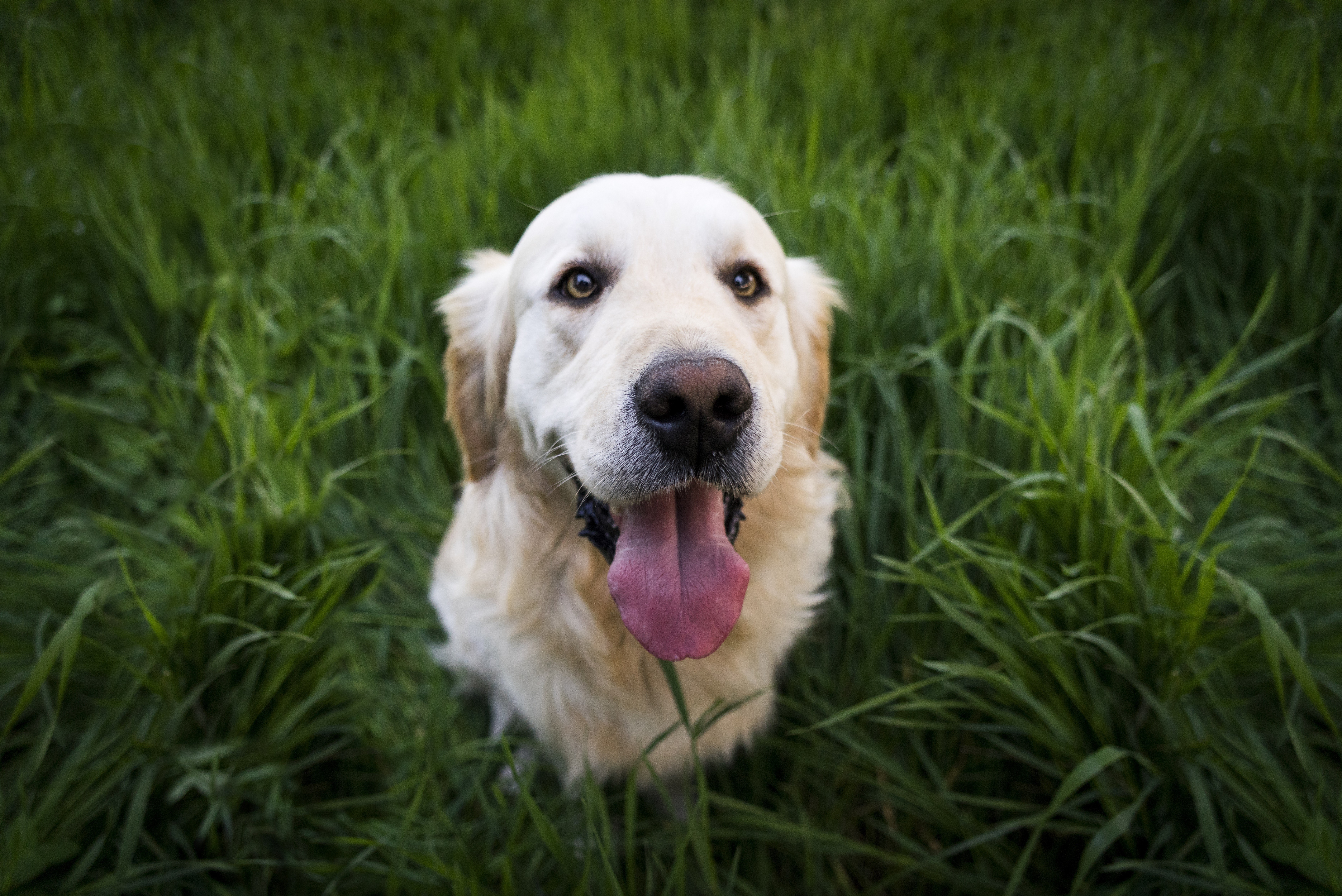 dog golden retrievers grass Wallpaper
