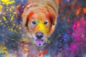 looking at viewer photography dog colorful