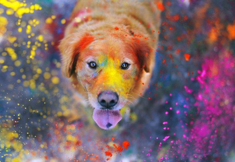 looking at viewer photography dog colorful HD Wallpaper Desktop Background