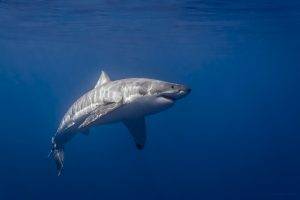 photography great white shark sunlight sea shark