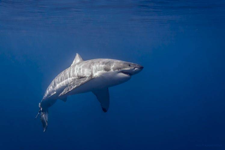 photography great white shark sunlight sea shark HD Wallpaper Desktop Background