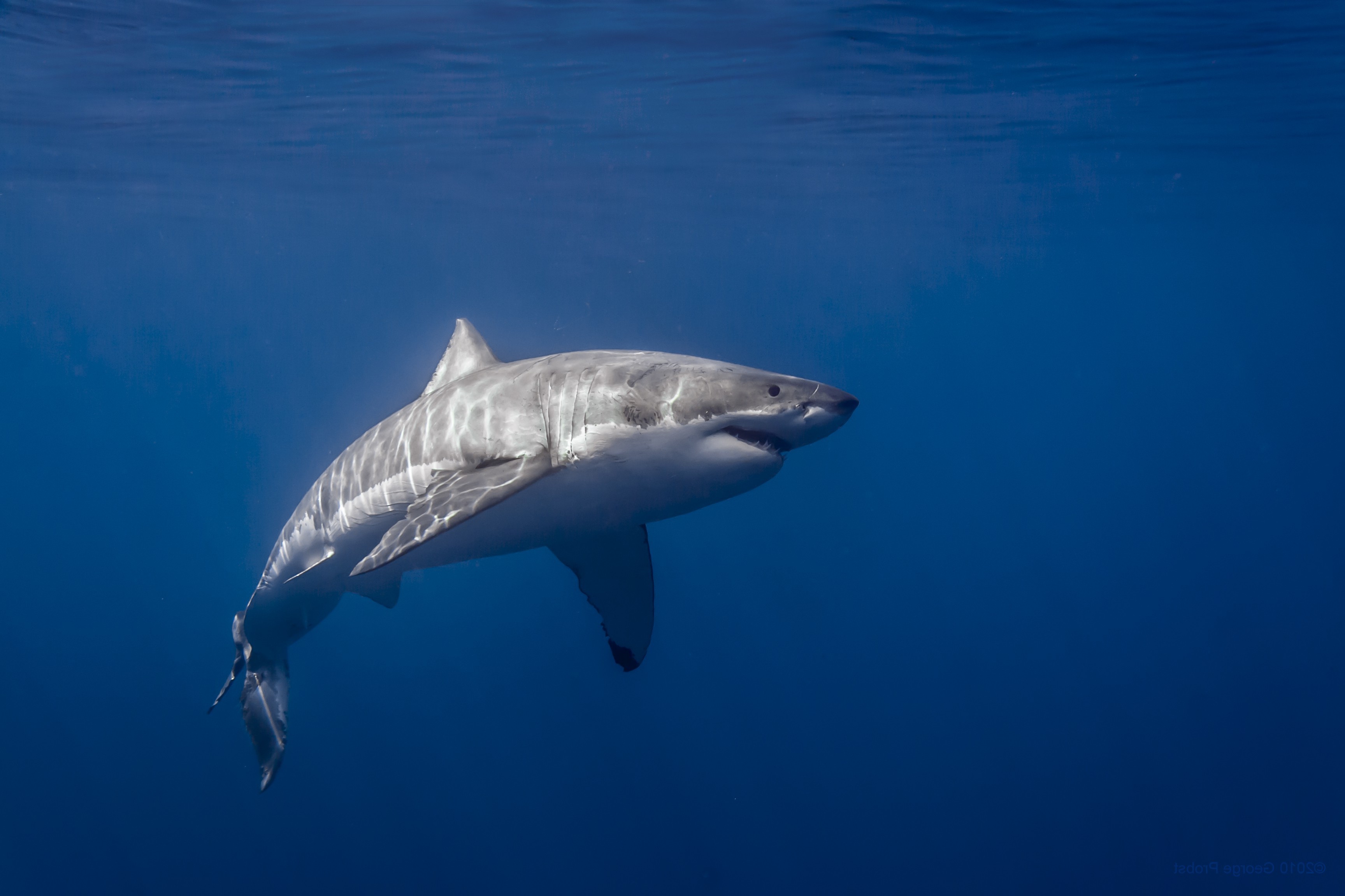 photography great white shark sunlight sea shark Wallpaper