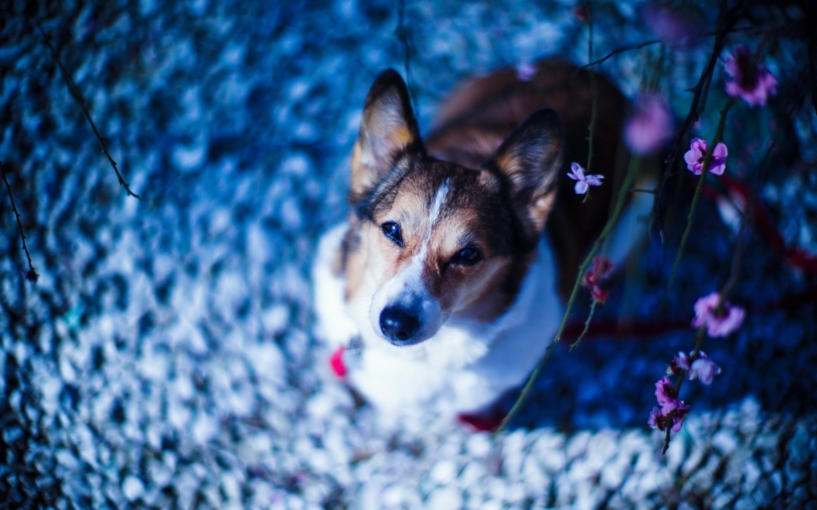 looking at viewer dog blurred pink flowers corgi Wallpaper