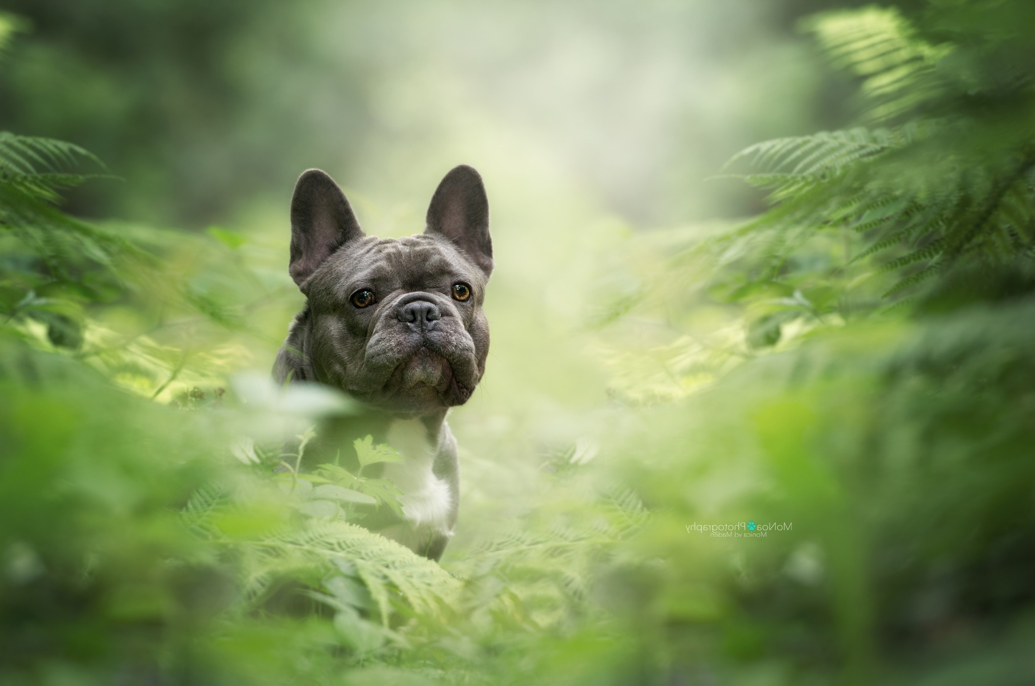 looking at viewer photography nature dog plants pet animals black bulldog french bulldog Wallpaper