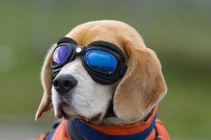animals dog glasses