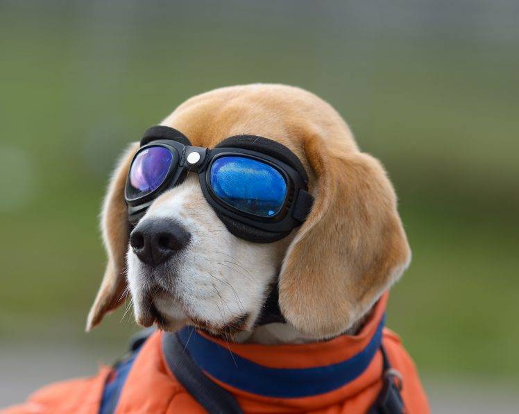 animals dog glasses HD Wallpaper Desktop Background