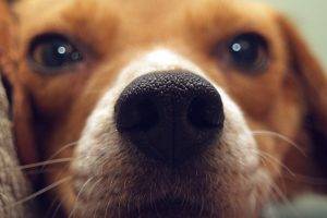 nature animals dog pet closeup muzzles depth of field