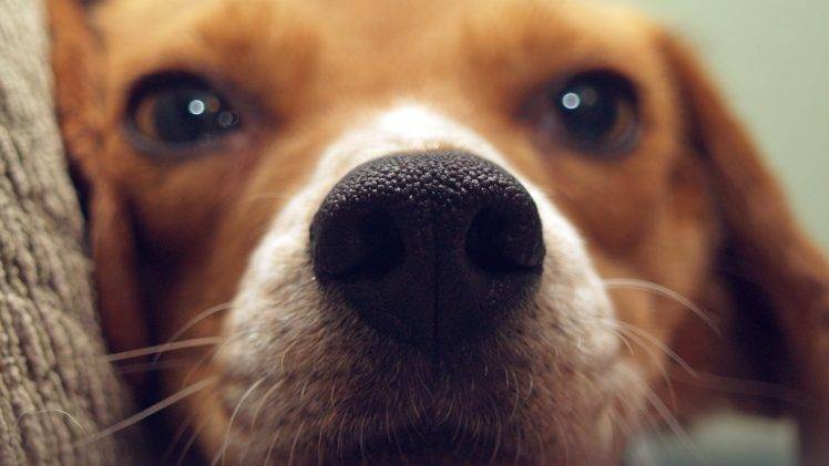 nature animals dog pet closeup muzzles depth of field HD Wallpaper Desktop Background