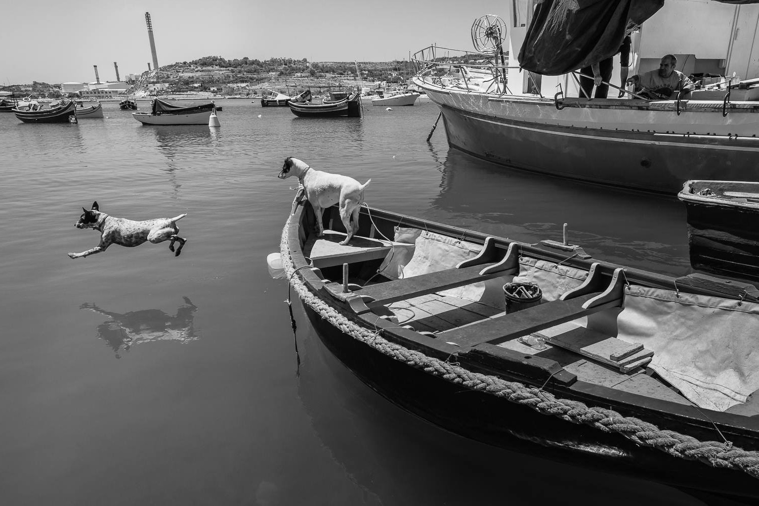 black white boat dog sea vintage Wallpaper