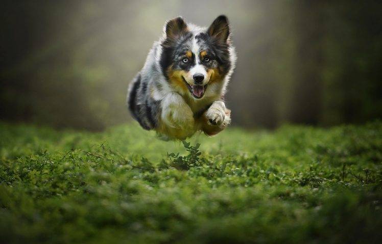 dog flying animals pet plants jumping australian shepard HD Wallpaper Desktop Background