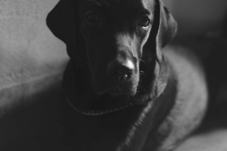 zeus dog labrador monochrome photography unique HD Wallpaper Desktop Background