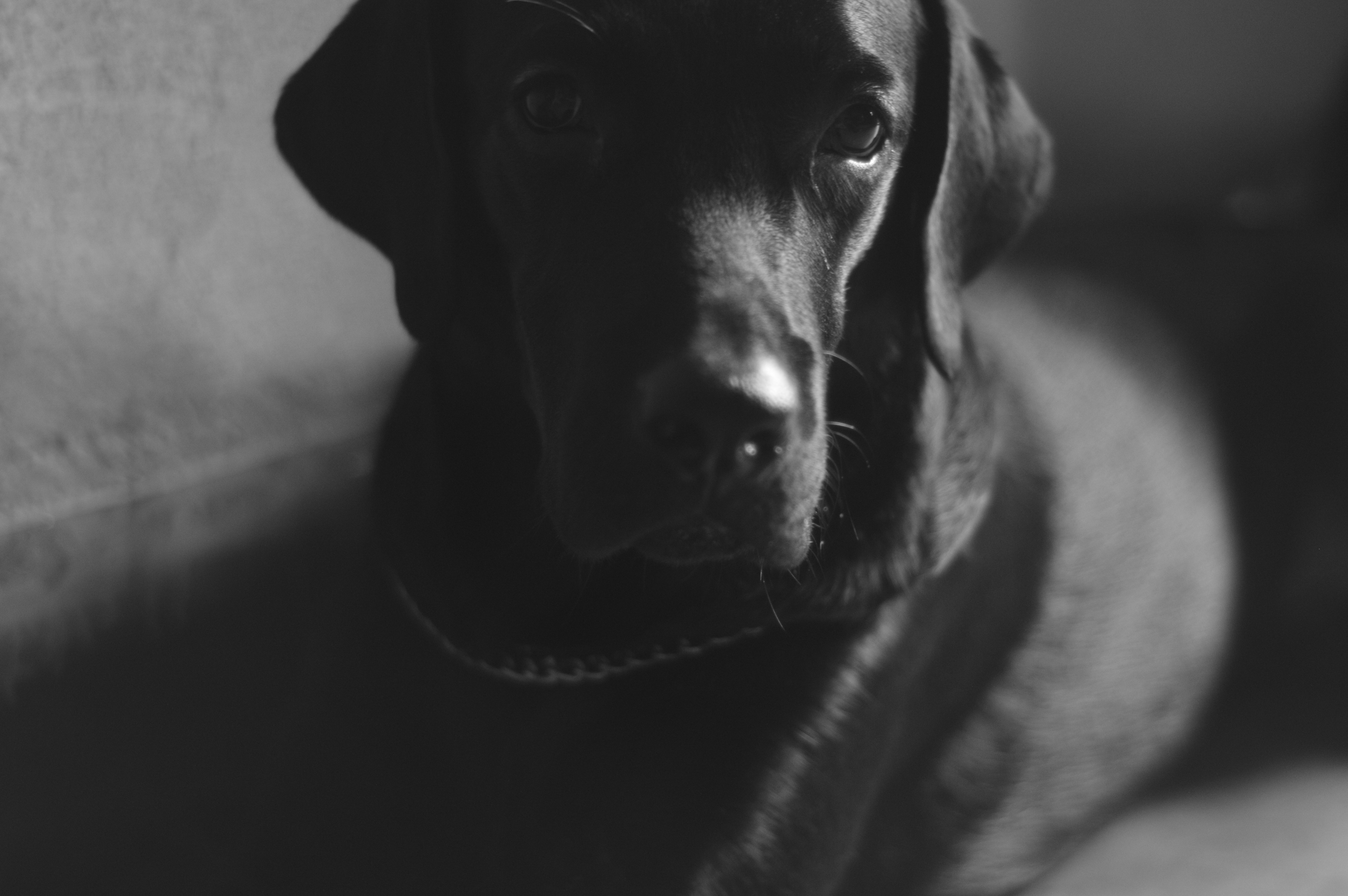 zeus dog labrador monochrome photography unique Wallpaper