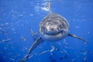 animals shark sea