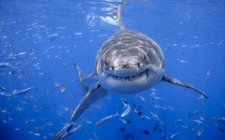 animals shark sea HD Wallpaper Desktop Background