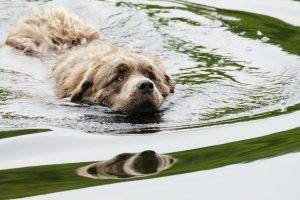 water dog animals