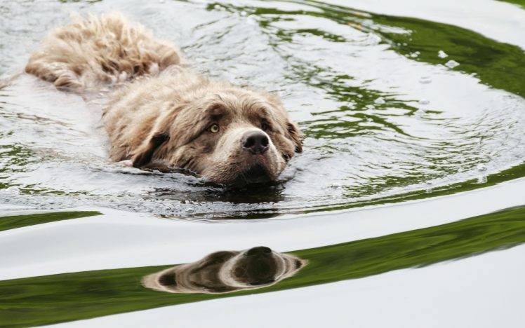 water dog animals HD Wallpaper Desktop Background