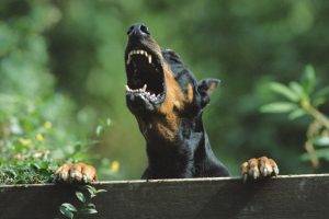 angry doberman pinscher dog