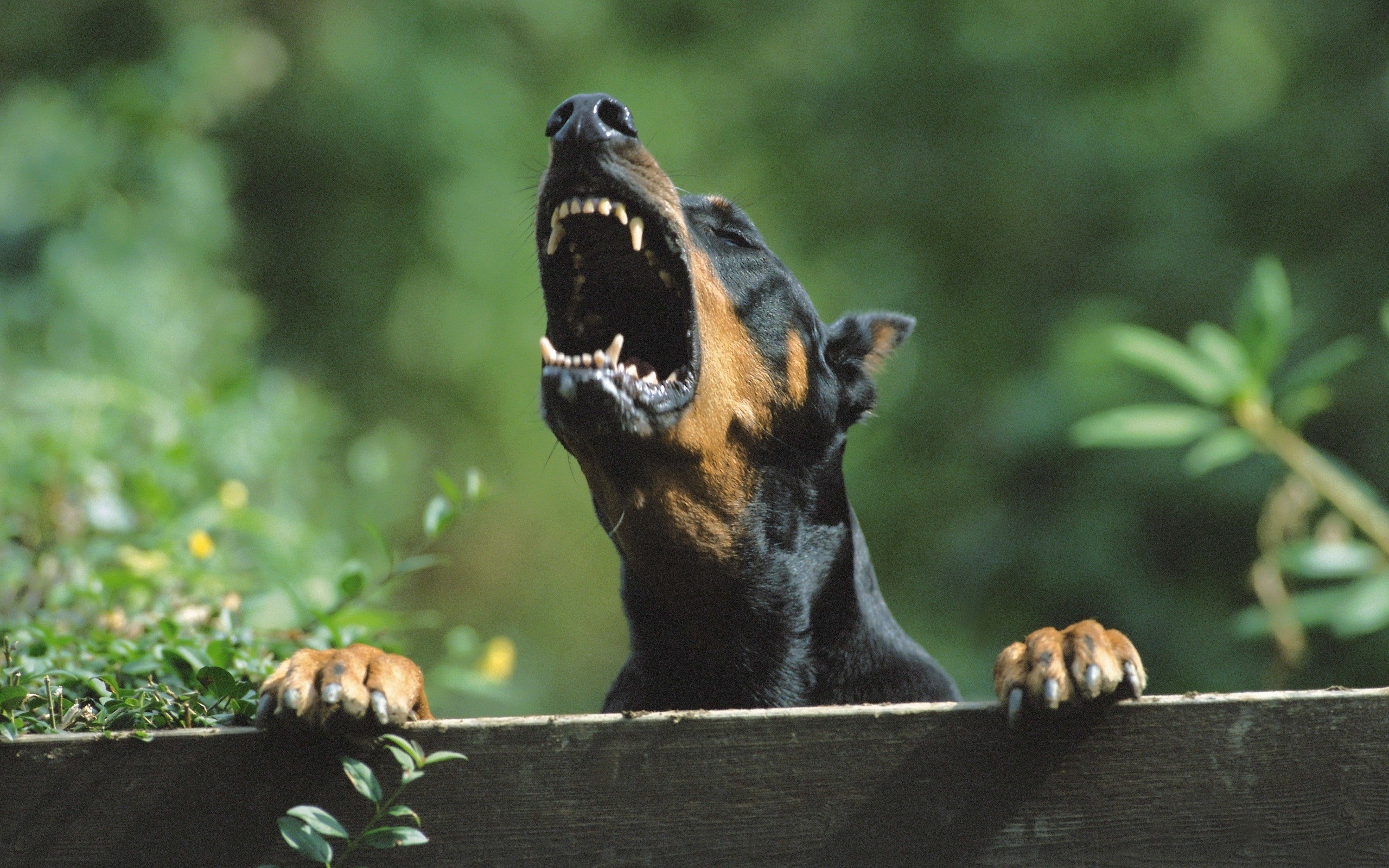 angry doberman pinscher dog Wallpaper