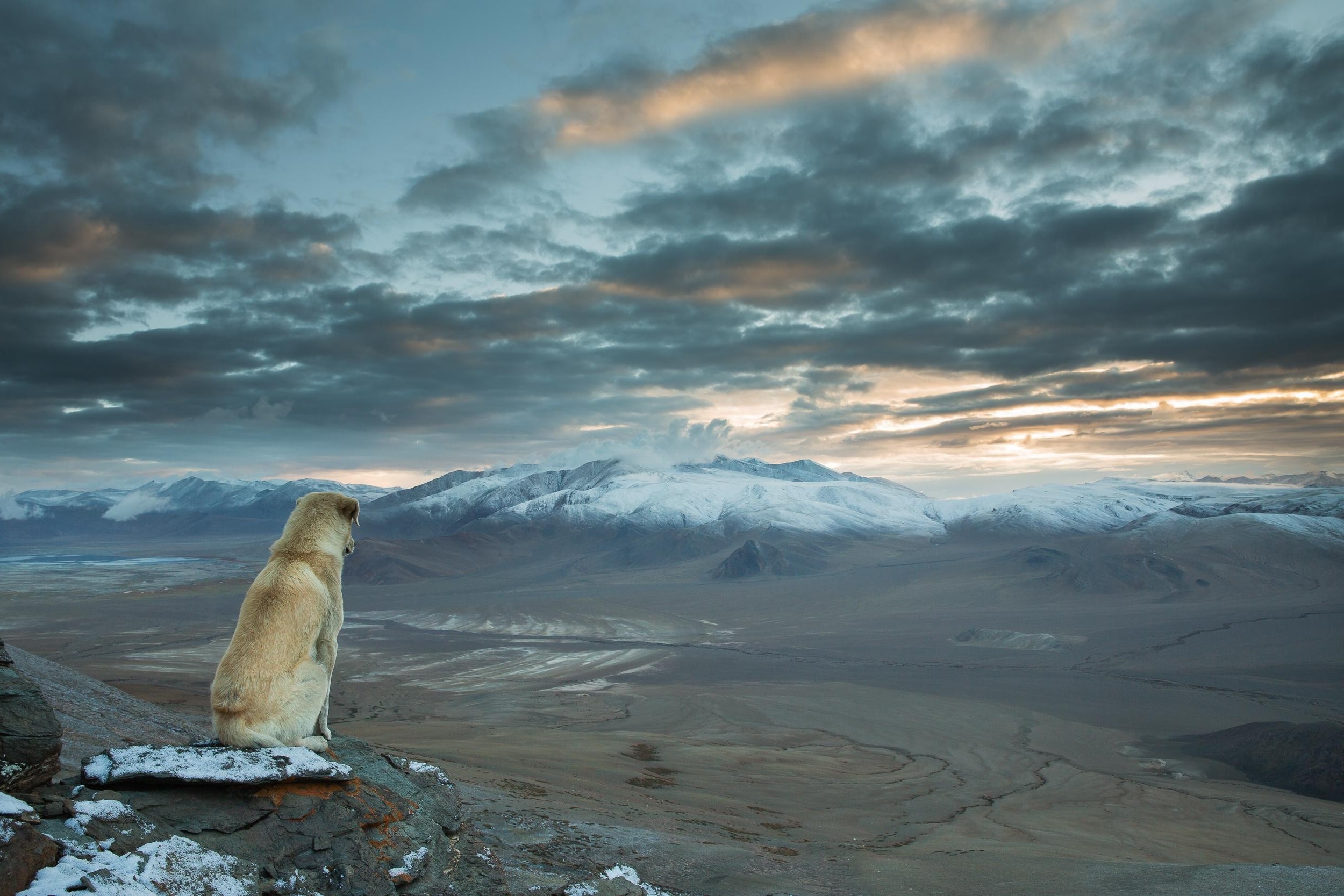 dog nature landscape mountains Wallpaper