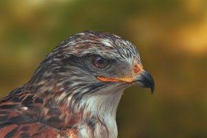 macro animals eagle bird of prey