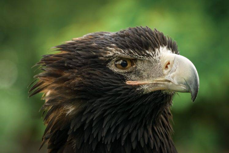 macro animals birds eagle HD Wallpaper Desktop Background