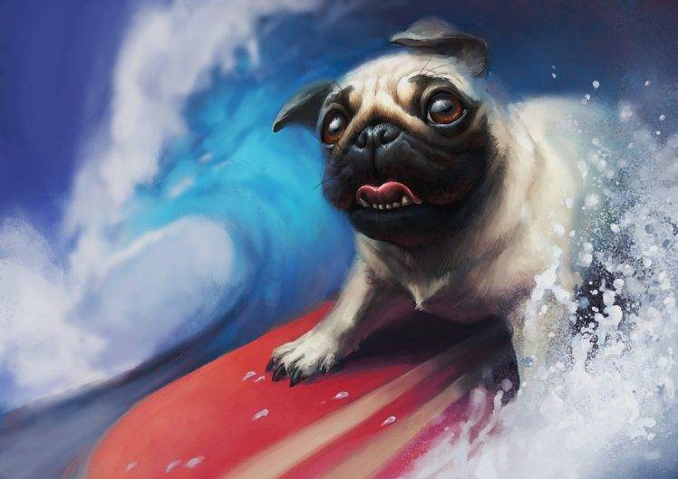 dog pug animals HD Wallpaper Desktop Background