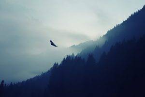 artwork forest mountains mist eagle