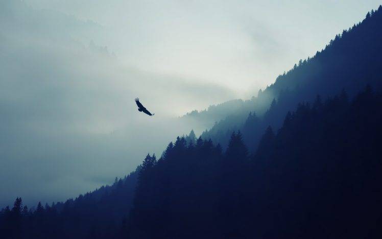 artwork forest mountains mist eagle HD Wallpaper Desktop Background
