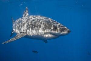 animals shark underwater fish