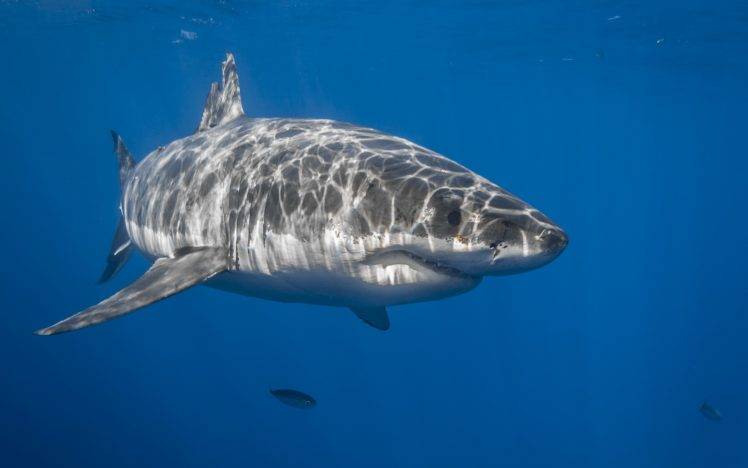 animals shark underwater fish HD Wallpaper Desktop Background