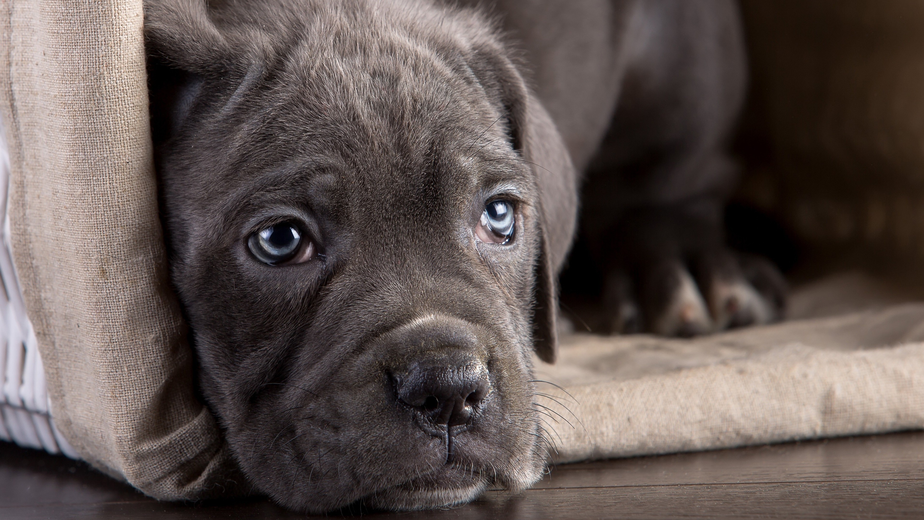 cane corso animals dog puppies Wallpaper