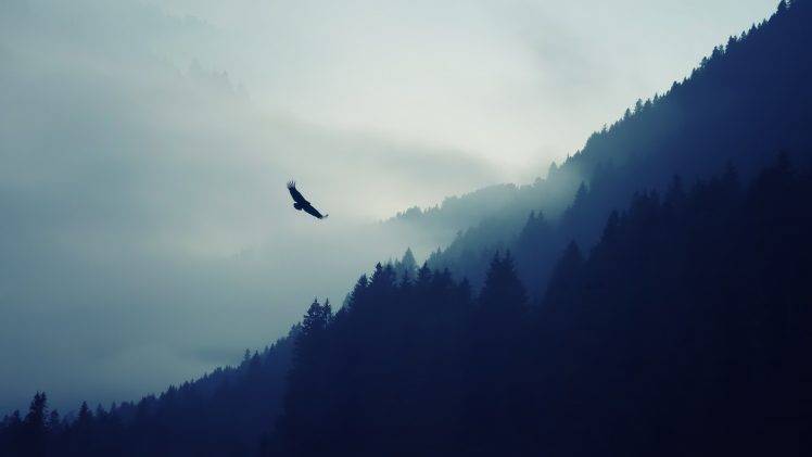 eagle mountain pass forest mist HD Wallpaper Desktop Background