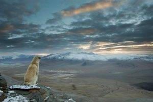nature photography landscape winter mountains sunset snowy peak valley desert dog clouds sky sunlight india