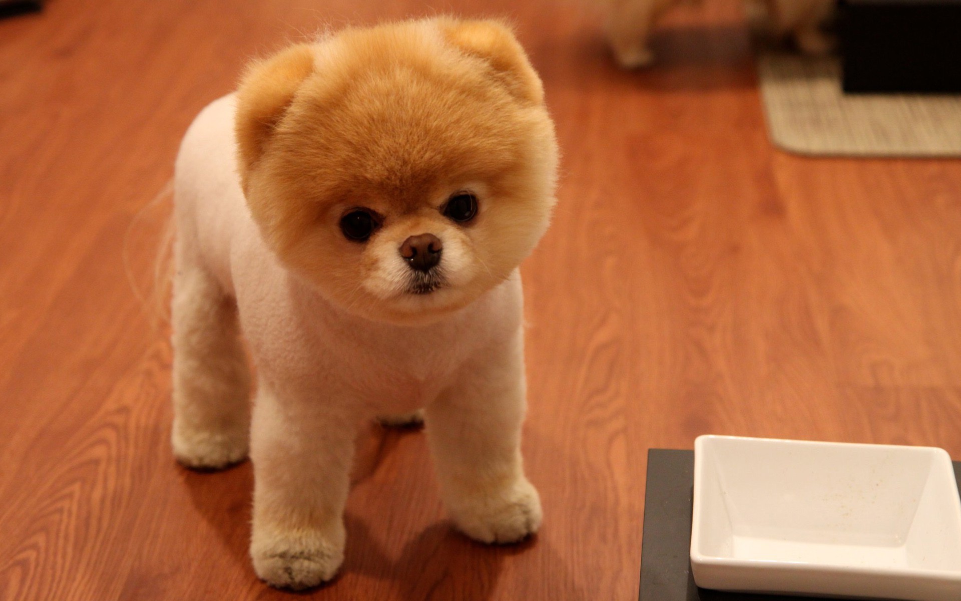 Teddy Hund Boo Absolutely perfect Teddy Bear Pom! This is why I