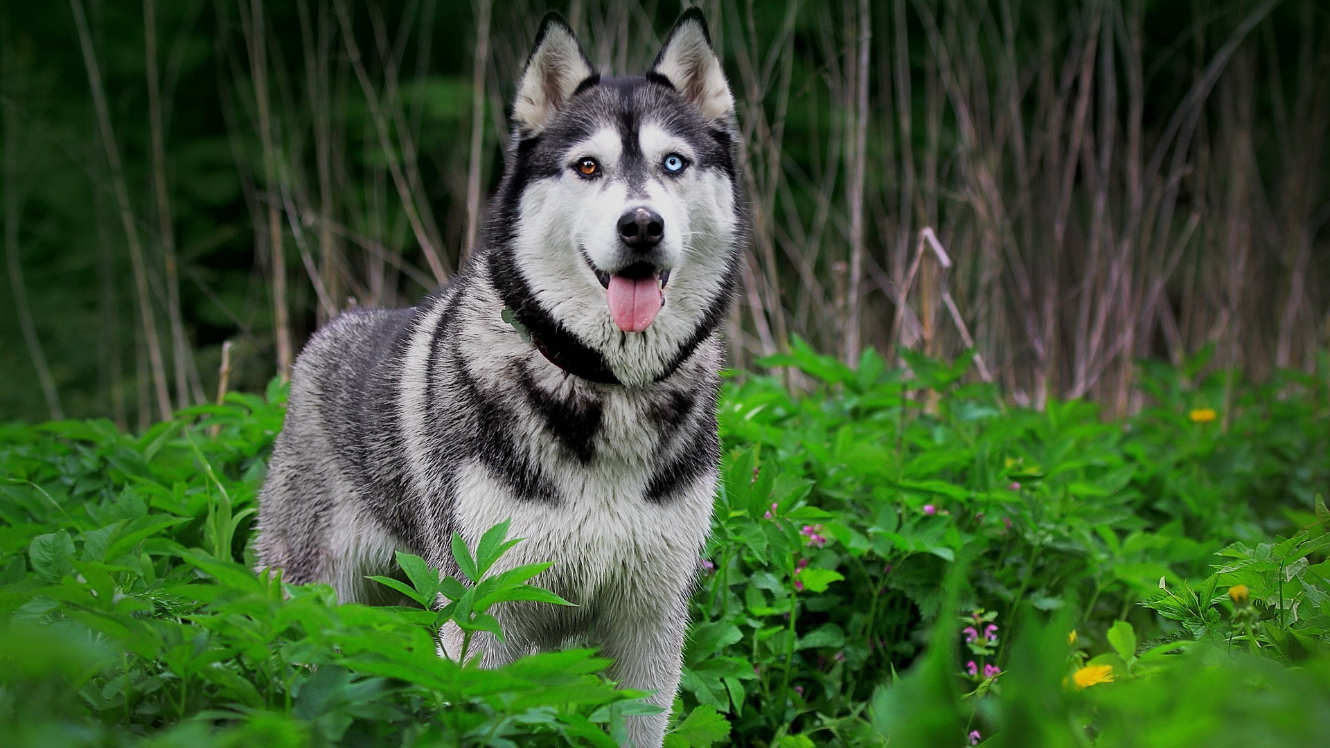 dog heterochromia Wallpaper