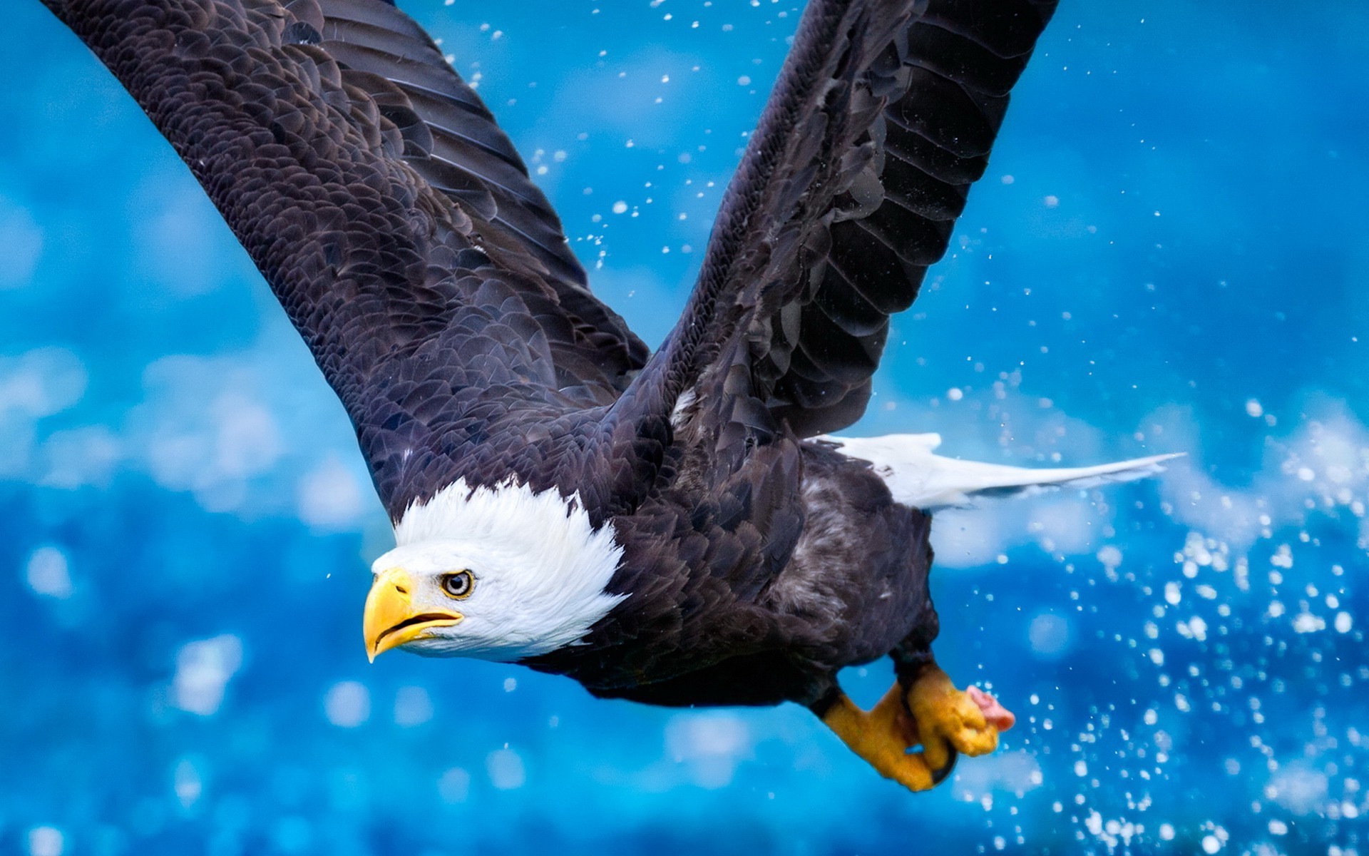 eagle Wallpaper