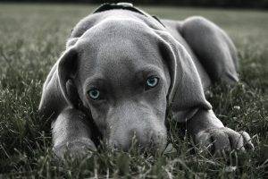 dog blue eyes weimaraner