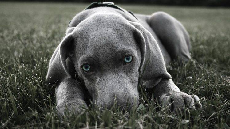 dog blue eyes weimaraner HD Wallpaper Desktop Background