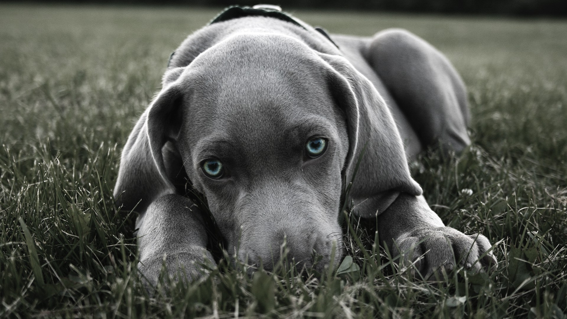 dog blue eyes weimaraner Wallpapers HD / Desktop and Mobile Backgrounds