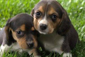 puppies beagles