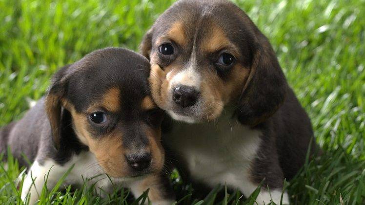 puppies beagles HD Wallpaper Desktop Background